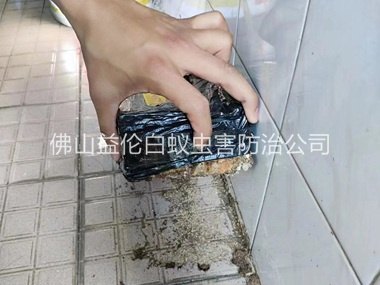 河口诱杀白蚁危害工程